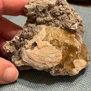 Calcite Fossil Clam